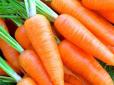 Морква несподівано починає чахнути і навіть гнити: Дачникам розповіли, як урятувати врожай