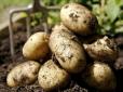 Ваші сусіди по дачі заздритимуть: Як виростити велику картоплю