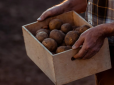 Кілька простих секретів: Експерти розповіли, як отримати величезний урожай картоплі