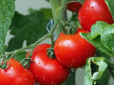 Городникам на замітку! Чим обприскувати помідори в серпні, щоб отримати рясний урожай восени