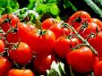 Городникам на замітку: Як доглядати томати у серпні і чому їм обов'язково потрібно давати сіль