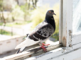 Що робити, якщо птах стукає у вікно - значення і народні повір'я