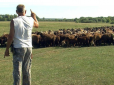 Пройшли понад 50 км, а потім пересіли на вантажівку: Фермер з Донбасу пригнав на Волинь отару овець після загибелі сотні тварин від обстрілів