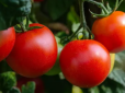 Мариновані помідори з секретним інгредієнтом - довго зберігаються та не скисають