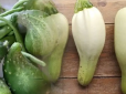 Чому кабачки та огірки ростуть у формі груші? Овочам не вистачає важливих елементів