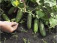 Огірки та томати дійсно зростатимуть як на дріжджах: Чим обробити грядки, щоб збирати врожай ящиками (відео)