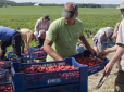 Критично бракує робочих рук: У Фінляндії гниє на полях 2 млн тонн полуниці через війну в Україні