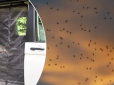 Є простий лайфхак: Як захистити салон машини від нашестя комарів та мошок (фото)