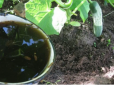 Підгодуйте огірки в серпні чаєм - і навіть слабкі рослини відновляться