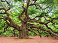 Названо дерева-цілителі, що заряджають позитивною енергією людину