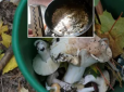 Третя смерть дитини за два дні: На Київщині помер 4-річний хлопчик, якого нагодували грибами