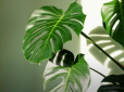 Бережіться! ТОП-15 популярних кімнатних рослин, які приносять нещастя і самотність