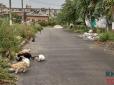 Старенькі дуже зраділи: На Харківщині повернули власникам двох котів, які загубились під час евакуації (відео)