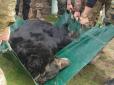 У будинок із твариною влучив снаряд: ЗСУ врятували ведмедя біля деокупованого Лиману (фото)