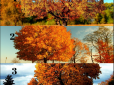 Великі зміни чи любовні пригоди? Виберіть осіннє дерево - і дізнайтеся, який сюрприз на вас чекає цієї осені