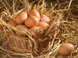 Здорожчання нарешті зупинилось: Де можна купити яйця дешевше 60 грн/десяток (інфографіка)