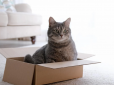 Чому коти люблять коробки? Секрети пухнастих хуліганів, про які господарі не підозрюють