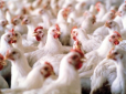 Через відключення електроенергії в Україні прогнозують різке скорочення продуктів птахівництва - ціни на яйця і курятину зростуть