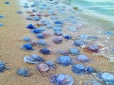 Хоча зараз і не літо: На узбережжя в Одеській області викинуло мільйони гігантських медуз (фото)