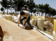Сирія майже в 20 разів збільшила вивезення пшениці з Криму: ЗМІ дізналися, як крадуть українське зерно