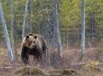Ведмеді повертаються в українське Полісся: У Чорнобильській зоні двічі за рік бачили рідкісного хижака