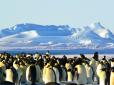 Доводиться рити захисні рови: Українську станцію в Антарктиді “оточують” пінгвіни (відео)
