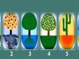 Мрійливі чи незалежні? Психологічний тест: Виберіть дерево на картинці -  і дізнайтеся своє ставлення до життя