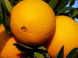 Як правильно обирати апельсини - всього одна хитрість допоможе знайти найсолодші