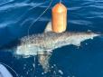 Риболовля вдалася на славу: У США 12-річний хлопець зловив велику білу акулу (фото)