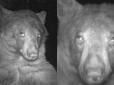 Ведмідь знайшов камеру та зробив 400 селфі (фото)