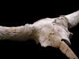 Моторошний ритуал: Археологи виявили незвичайну деталь життя неандертальців