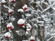 Мороз та снігова каша: Лютий розпочнеться в Україні з похолодання. Прогноз синоптиків