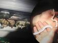Сюжет для трилера: У Києві змія залізла в пральну машину в багатоповерхівці (фото)