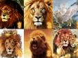 Жіночий психологічний тест: Обраний вами лев на картинці покаже, яким повинен бути ваш ідеальний партнер