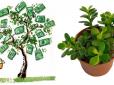Це варто знати! Як правильно посадити і доглядати за грошовим деревом, щоб воно приносило фінансову удачу