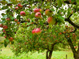 Дачникам на замітку! Як змусити яблуню плодоносити - найпростіші прийоми для багатого врожаю