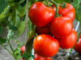 Одним делікатесом більше: Експерти лякають прогнозом нових цін на помідори