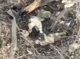 Своїх не кидають? Сили оборони знищили 4 окупантів під Бахмутом, п'ятий прийшов обікрасти вбитих (відео)