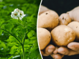 Бульби дозріють вже у червні: Названо найкращі ранні сорти картоплі, які шукають всі городники