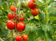 Городникам на замітку! ТОП-7 найкращих сортів помідорів - м'ясисті, врожайні і смачні