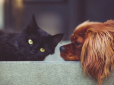 Чим відрізняються любителі собак від любителів кішок - порівняння психологічних портретів