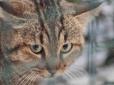 Більше схожа на лисицю та полює на ягнят: Французькі науковці виявили новий загадковий вид кішки