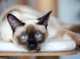 Які коти найбільше прив’язані до господарів - п'ять найласкавіших порід
