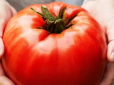 Названо ідеальні сорти помідорів - ростуть розміром із кулак без зусиль!
