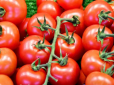 Городникам на замітку! Як саджати помідори, щоб отримати небачений урожай - німецький спосіб