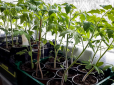 Зберете рекордний урожай: Як поливати розсаду томатів після сходів