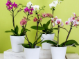 Копійчане добриво для орхідей з інгредієнтів, які є на кожній кухні - будуть рости як на дріжджах!