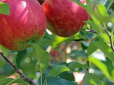 Дачникам на замітку! Чим підгодувати яблуню навесні, щоб отримати гарний врожай восени