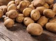 Як збільшити урожай картоплі вдвічі - одне важливе правило