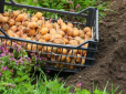 До Великодня чи після: Коли потрібно садити картоплю у 2023 році, щоб зібрати добрий урожай